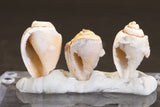 Parcel of Quartz Druzy Fossil Shells TC361