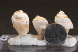 Parcel of Quartz Druzy Fossil Shells TC361