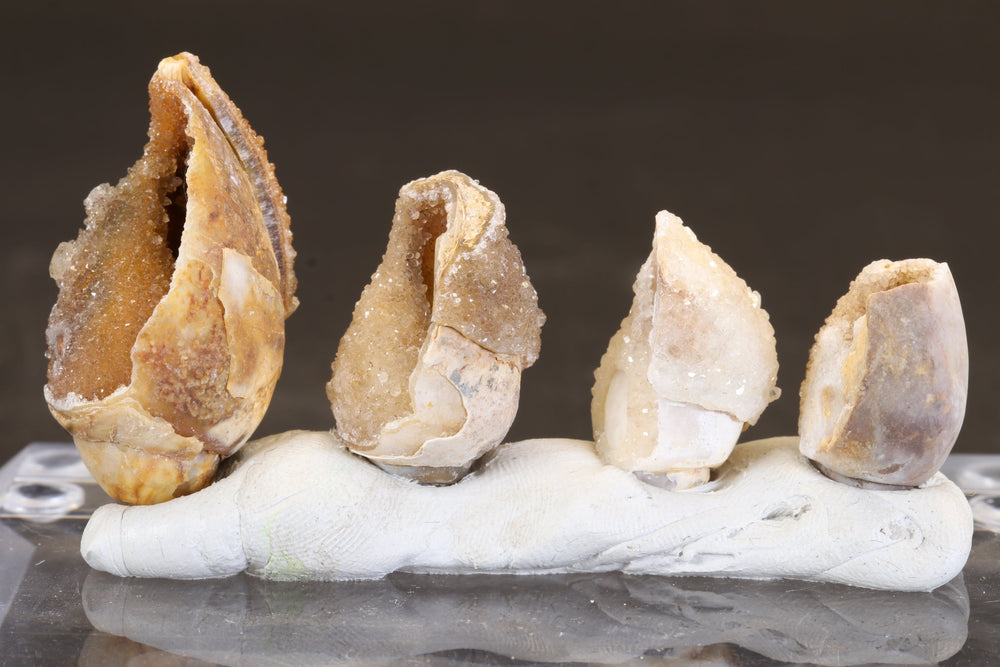 Parcel of Quartz Druzy Fossil Shells TC411
