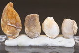 Parcel of Quartz Druzy Fossil Shells TC411