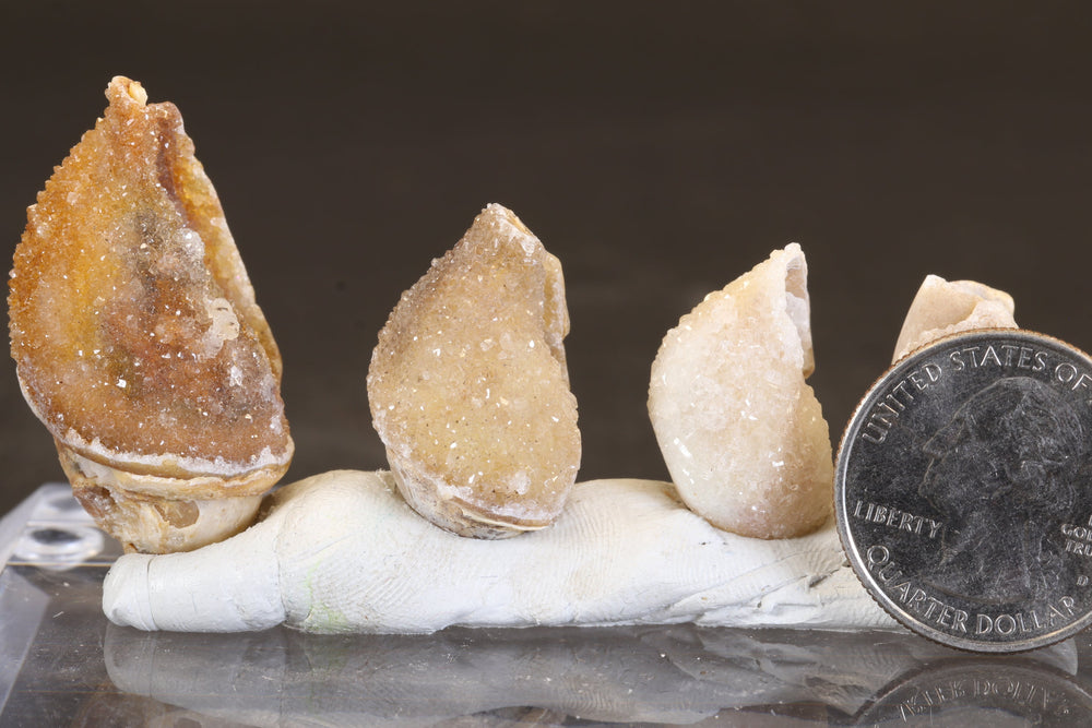 Parcel of Quartz Druzy Fossil Shells TC411