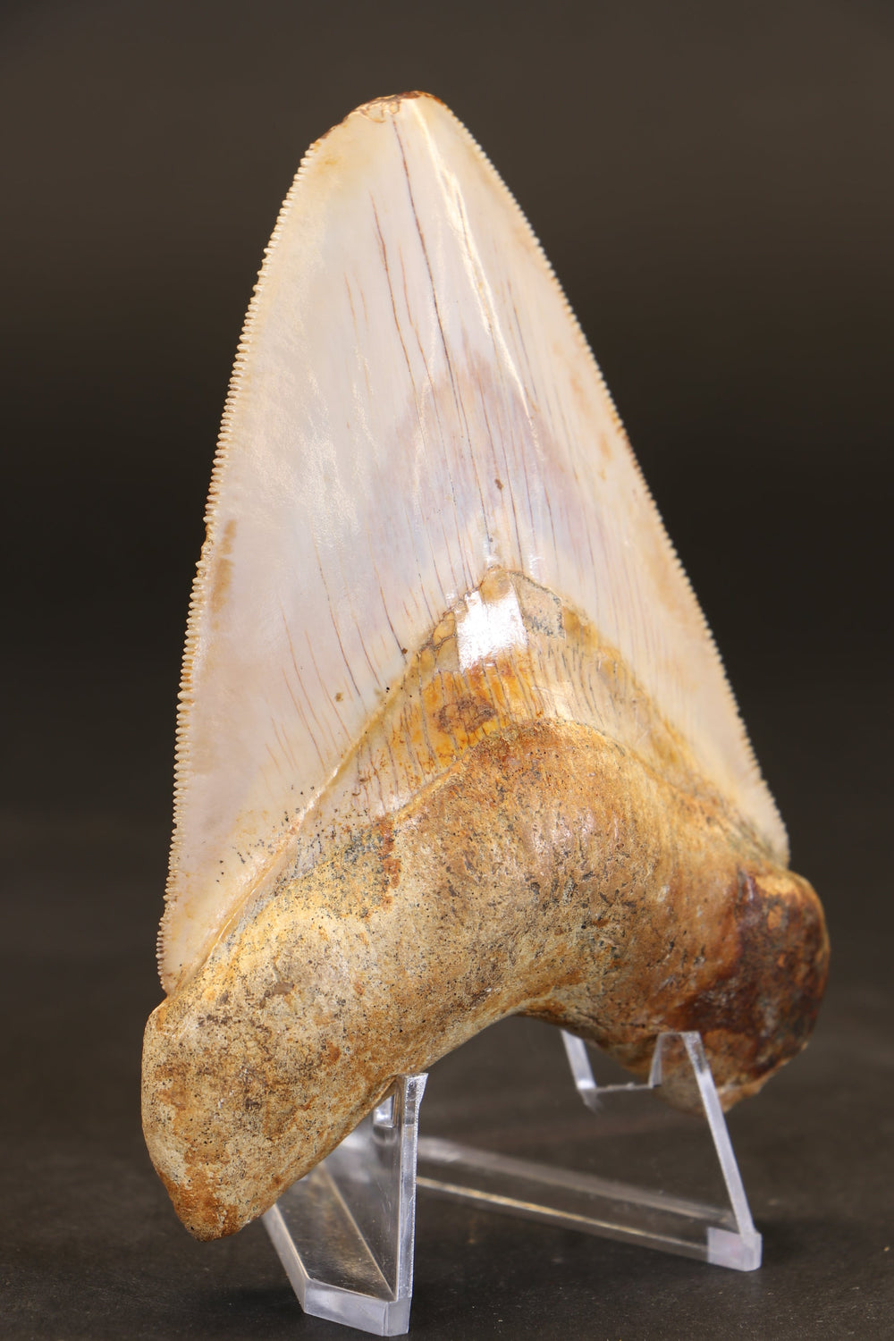 3.75" Indonesian Megalodon Tooth TD1721