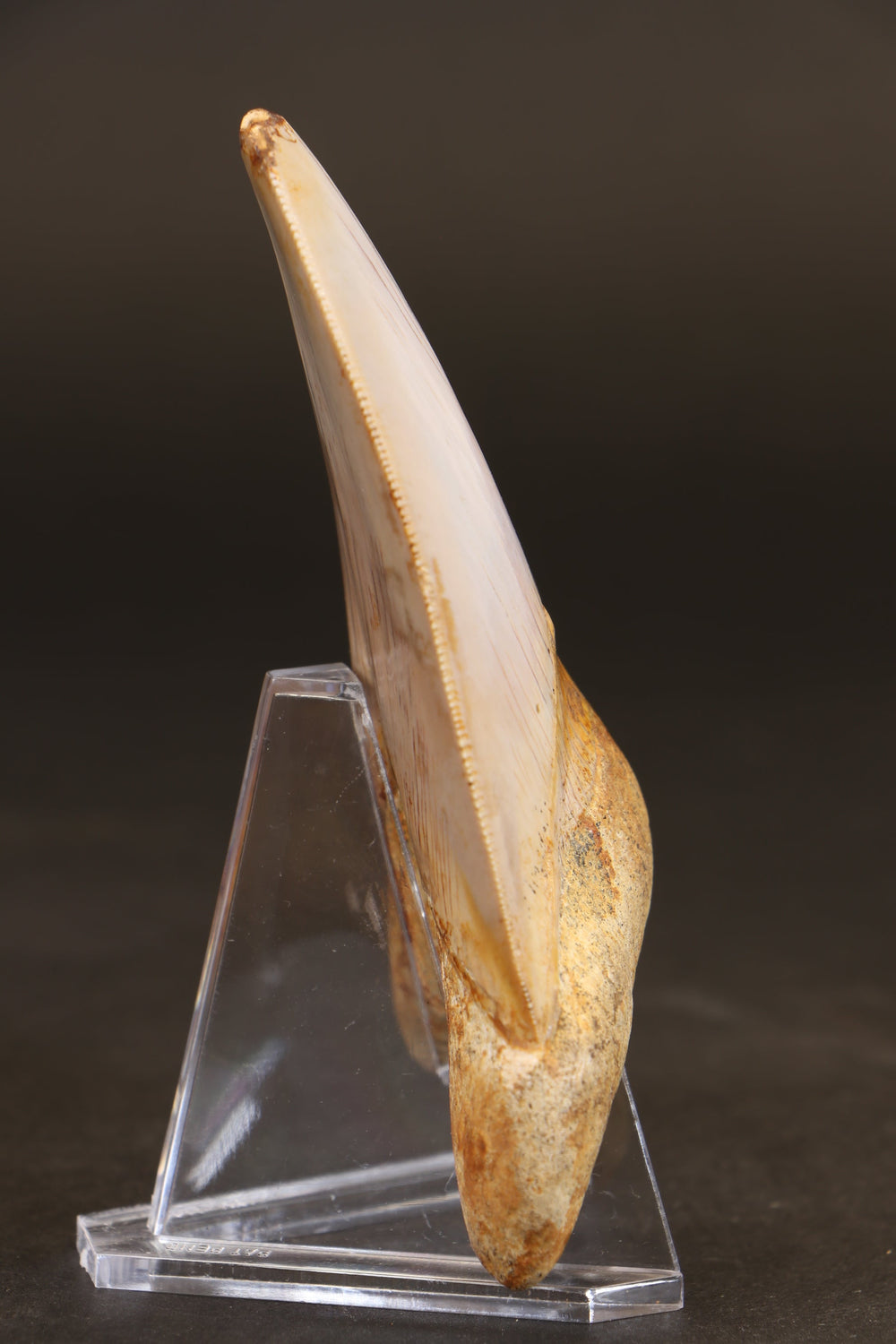 3.75" Indonesian Megalodon Tooth TD1721