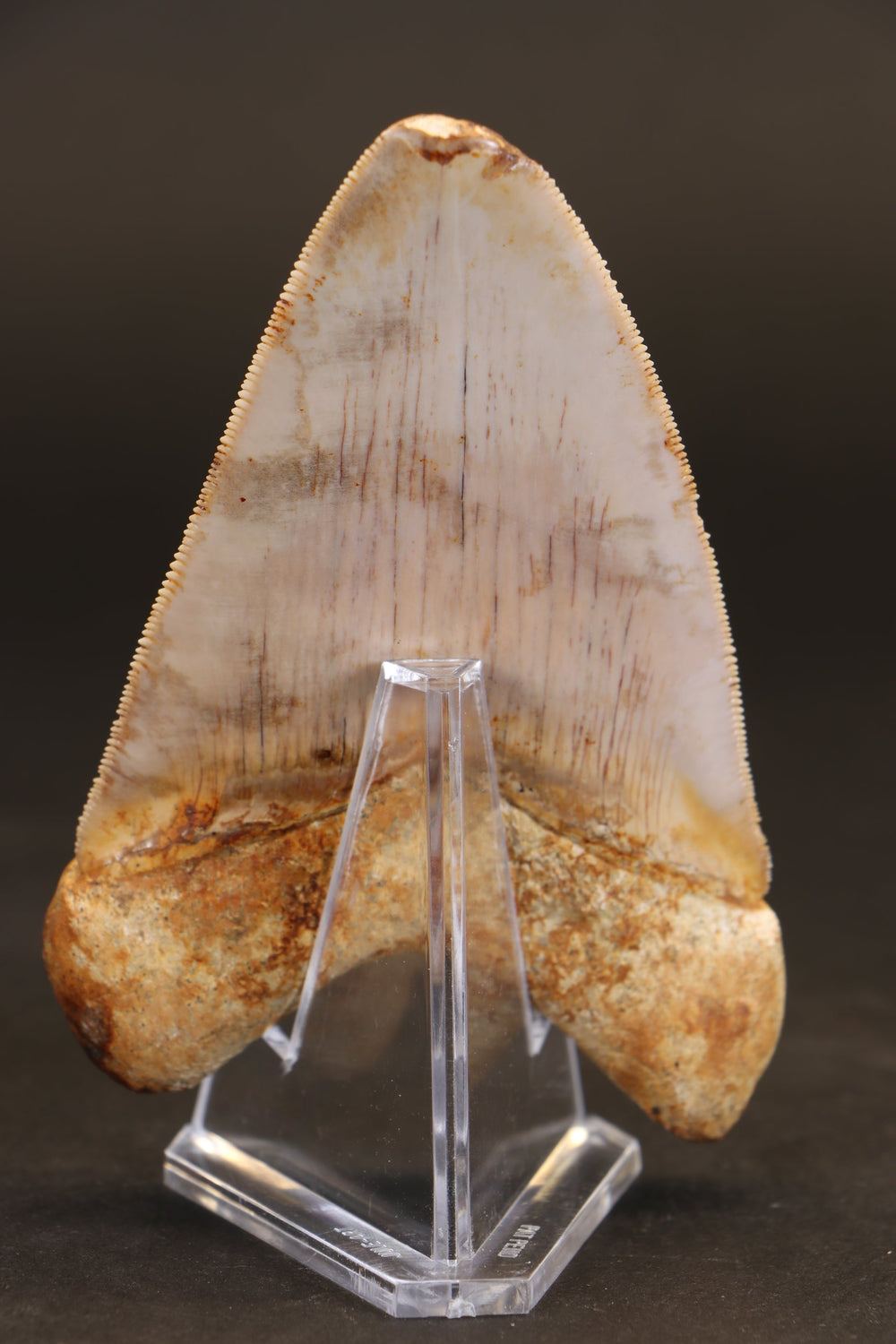 3.75" Indonesian Megalodon Tooth TD1721