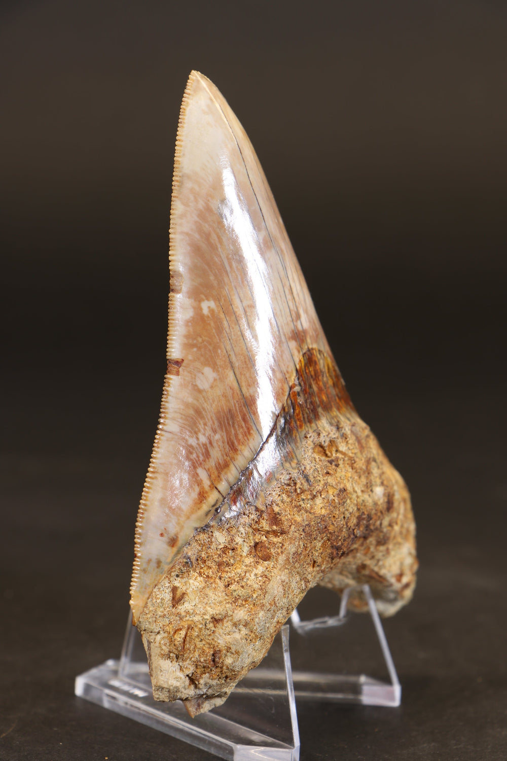 4.25" Indonesian Megalodon Tooth TD1722