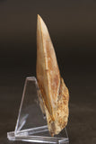 4.25" Indonesian Megalodon Tooth TD1722