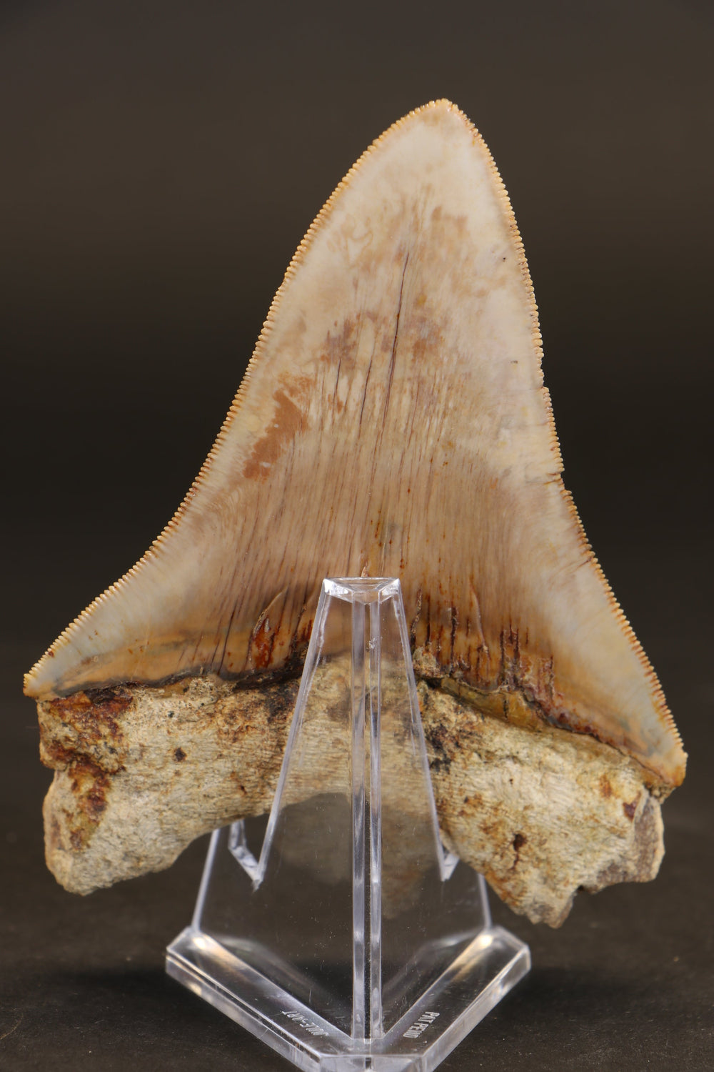 4.25" Indonesian Megalodon Tooth TD1722