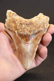 4.25" Indonesian Megalodon Tooth TD1722