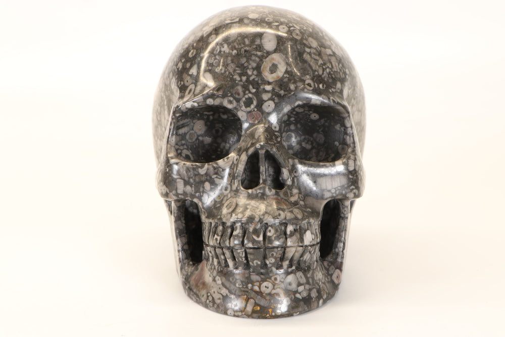Crinoid Fossil Skull Carving TD1738