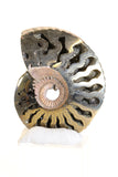 Pyritized Ammonite Fossil TD1769