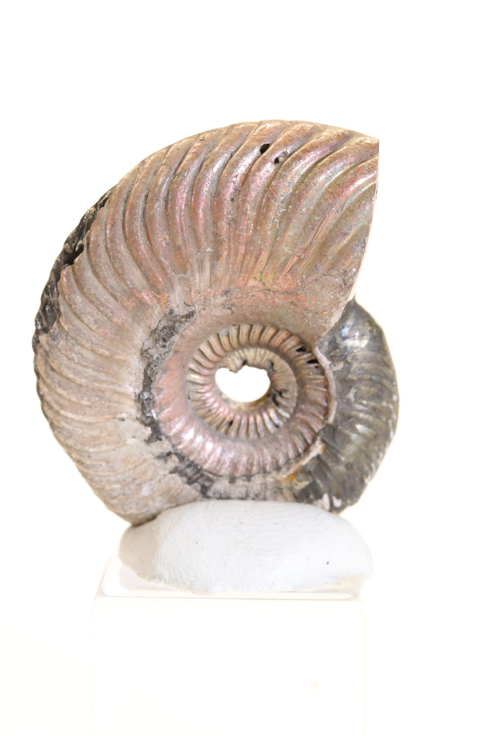 Pyritized Ammonite Fossil TD1769