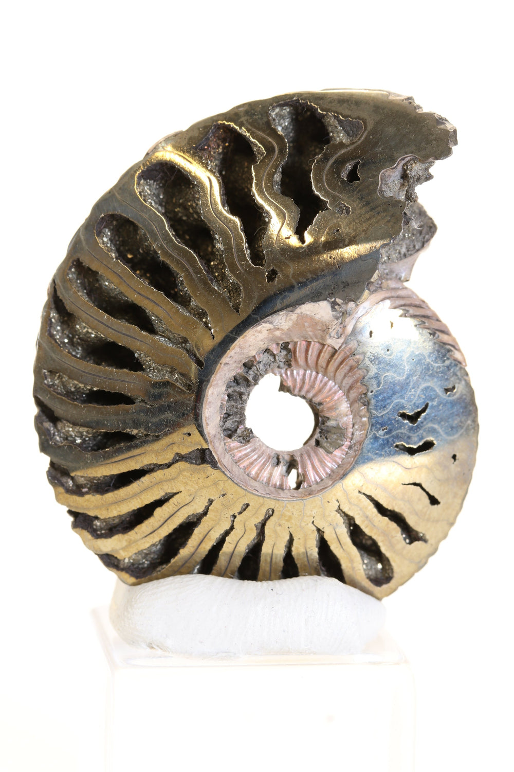 Pyritized Ammonite Fossil TD1774