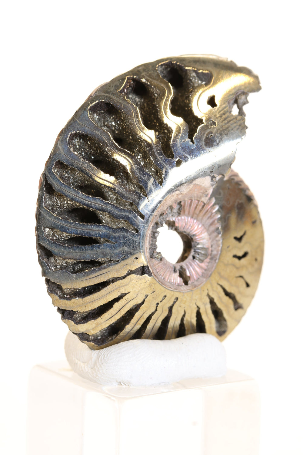 Pyritized Ammonite Fossil TD1774