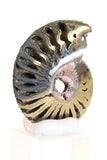 Pyritized Ammonite Fossil TD1774