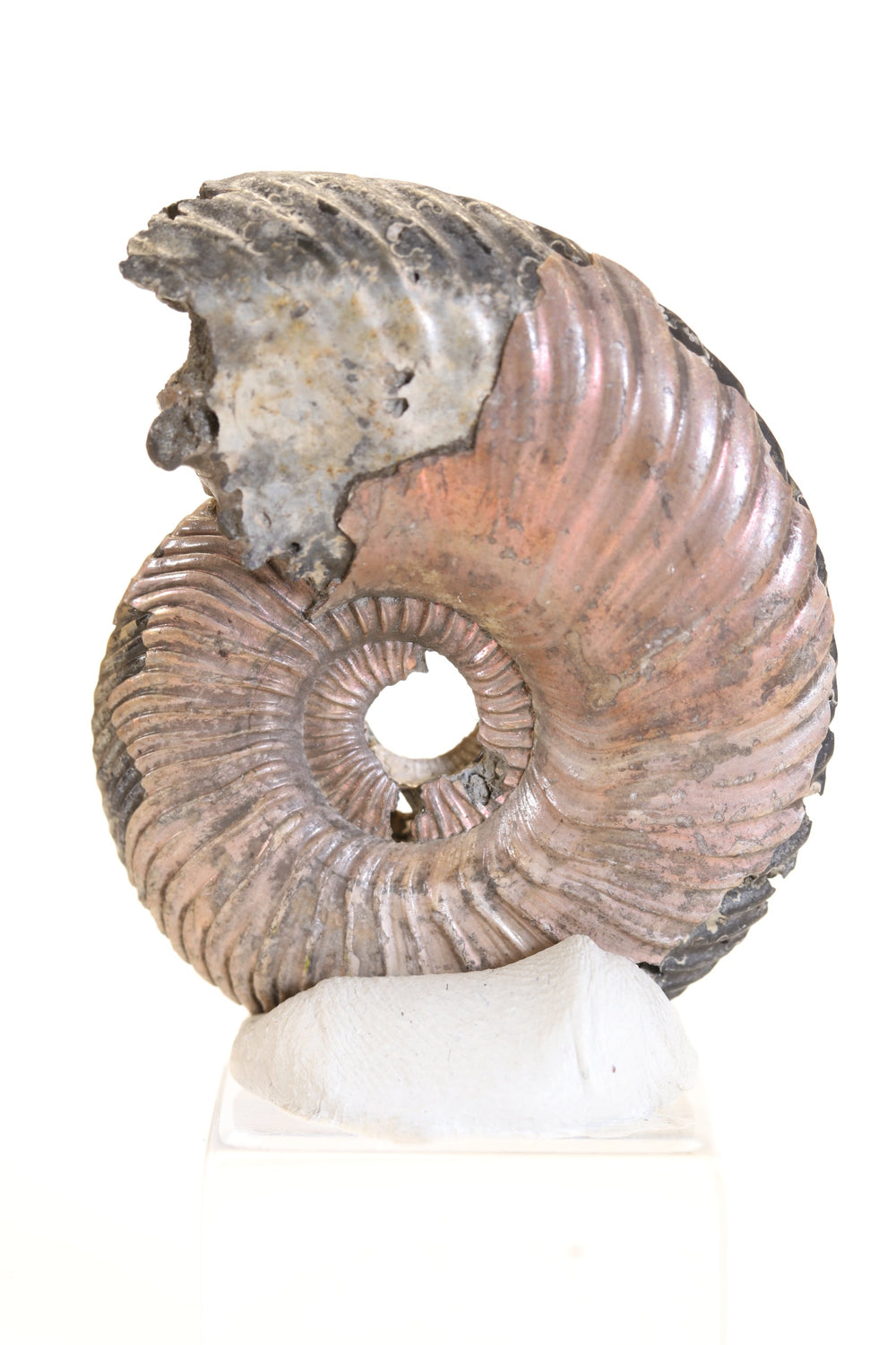 Pyritized Ammonite Fossil TD1774