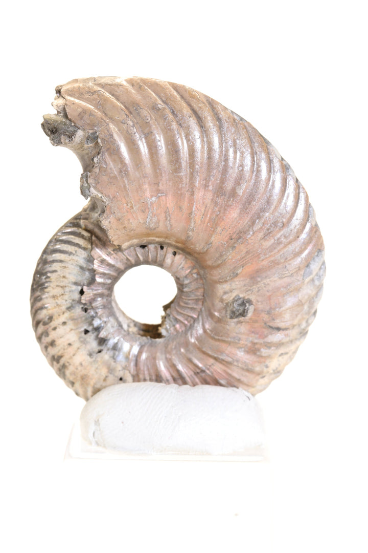 Pyritized Ammonite Fossil TD1775