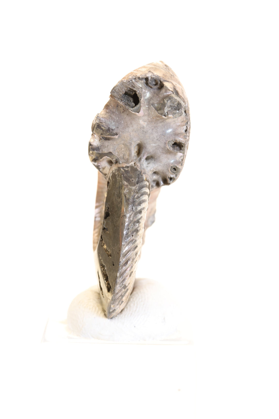 Pyritized Ammonite Fossil TD1775