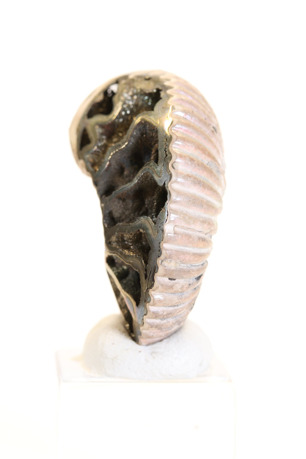 Pyritized Ammonite Fossil TD1787