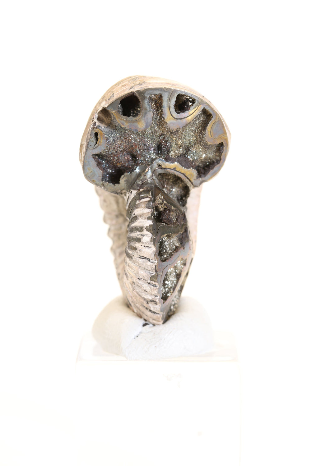 Pyritized Ammonite Fossil TD1787