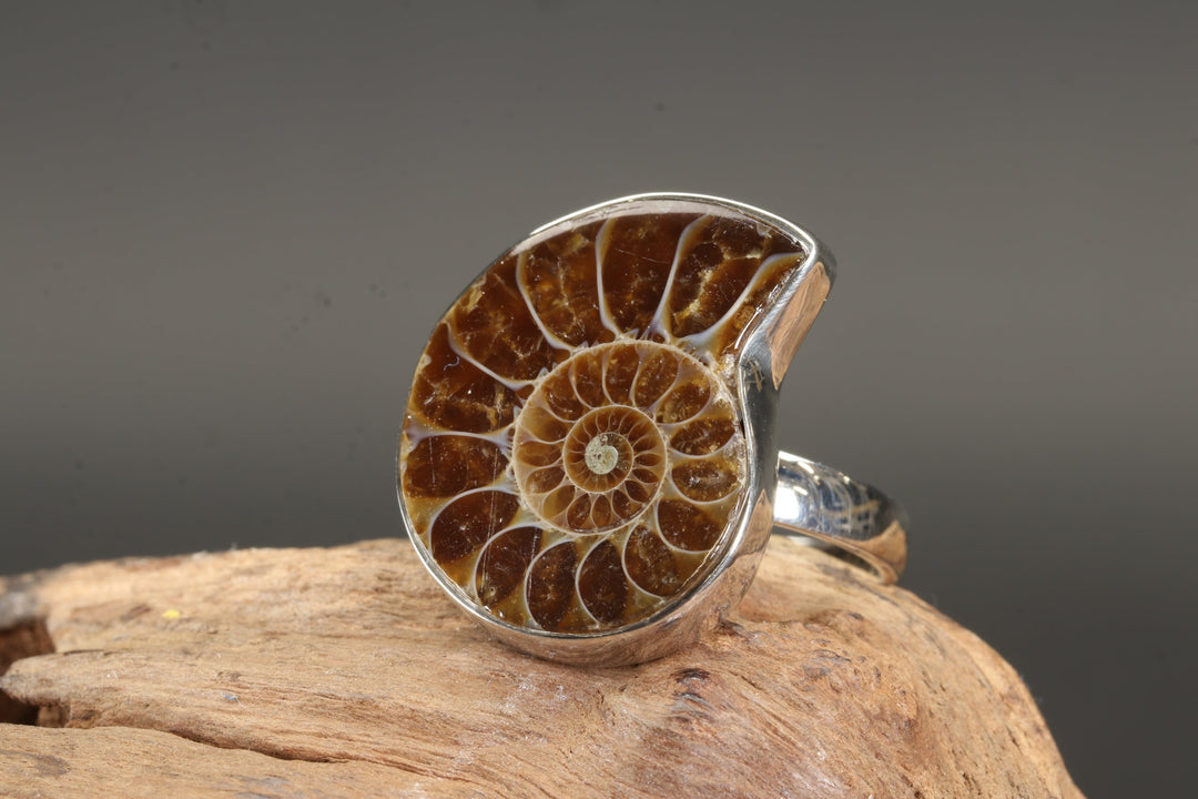 Ammonite Ring Size 8