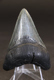 3.25" Megalodon Tooth TD457