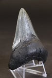 3.25" Megalodon Tooth TD457