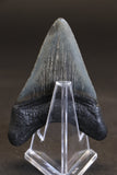 3.25" Megalodon Tooth TD457