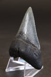 3.25" Megalodon Tooth TD457