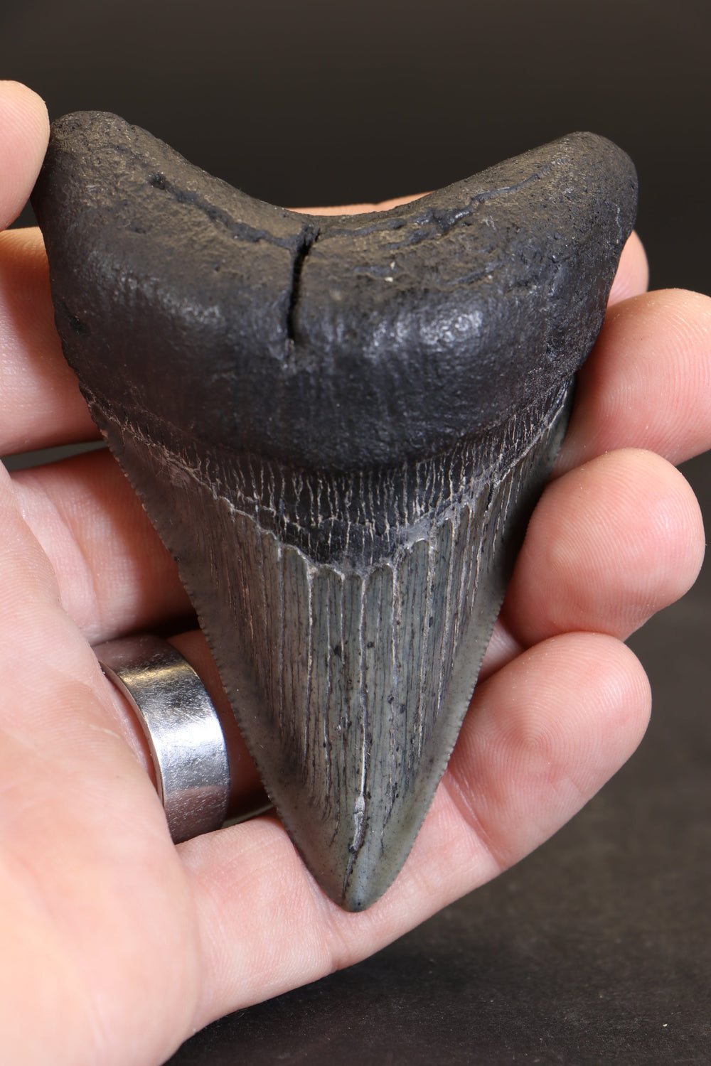 3.25" Megalodon Tooth TD457