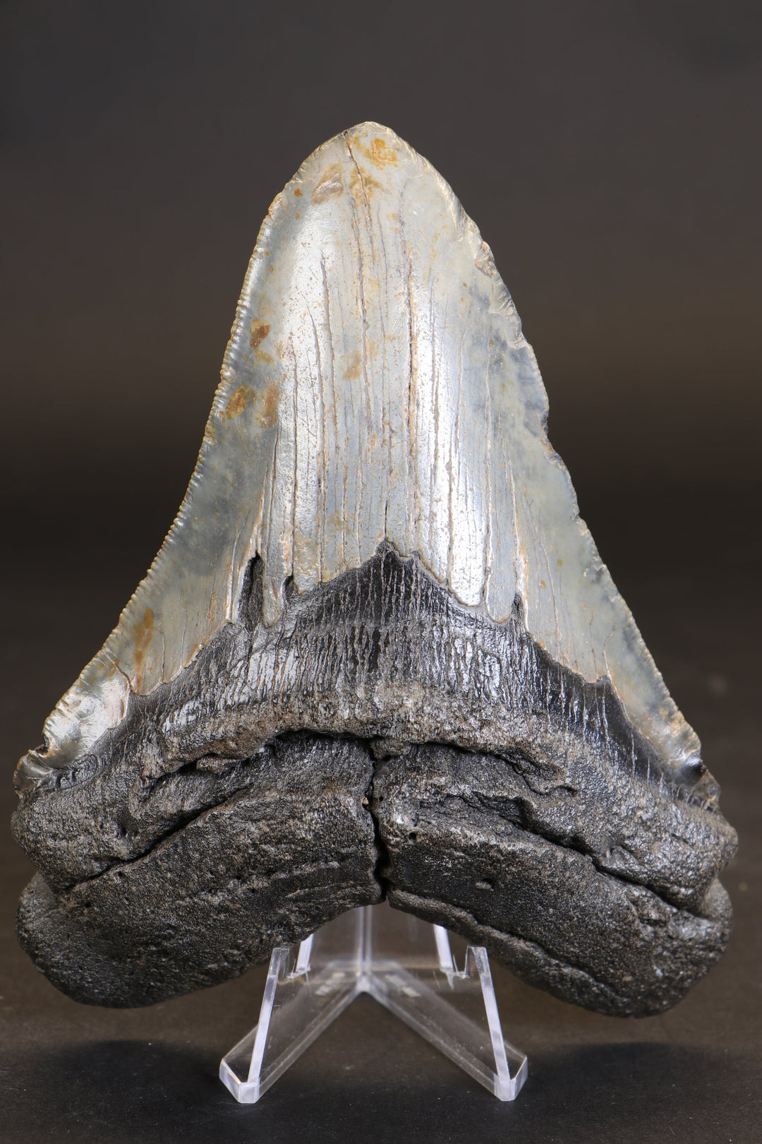 5.5" Megalodon Tooth TD458