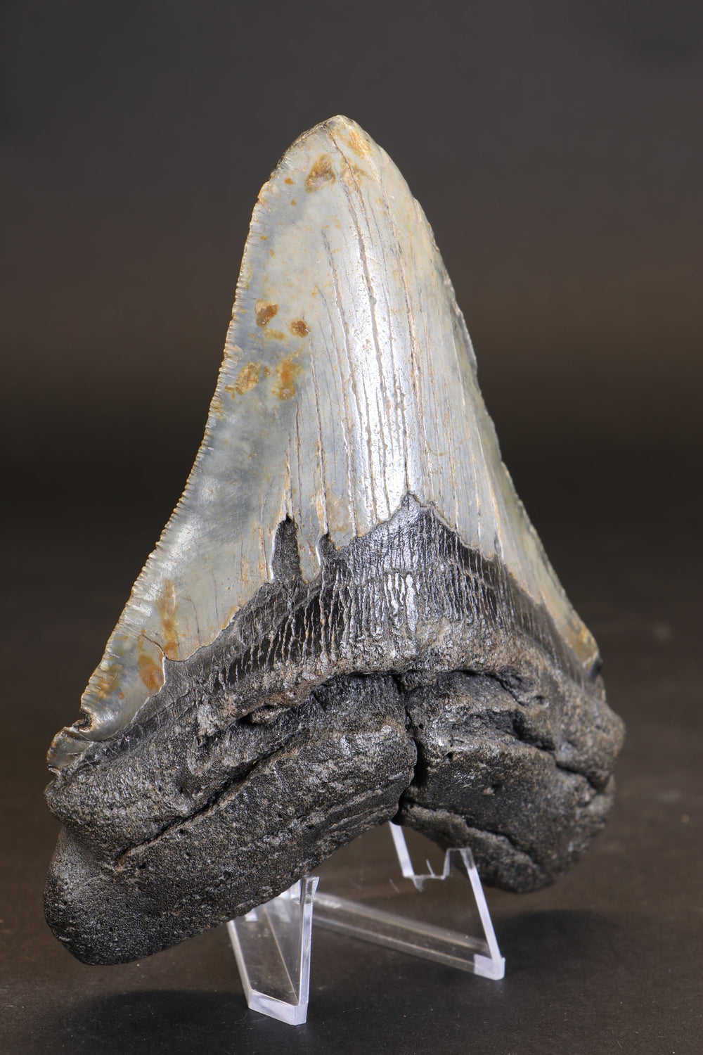 5.5" Megalodon Tooth TD458