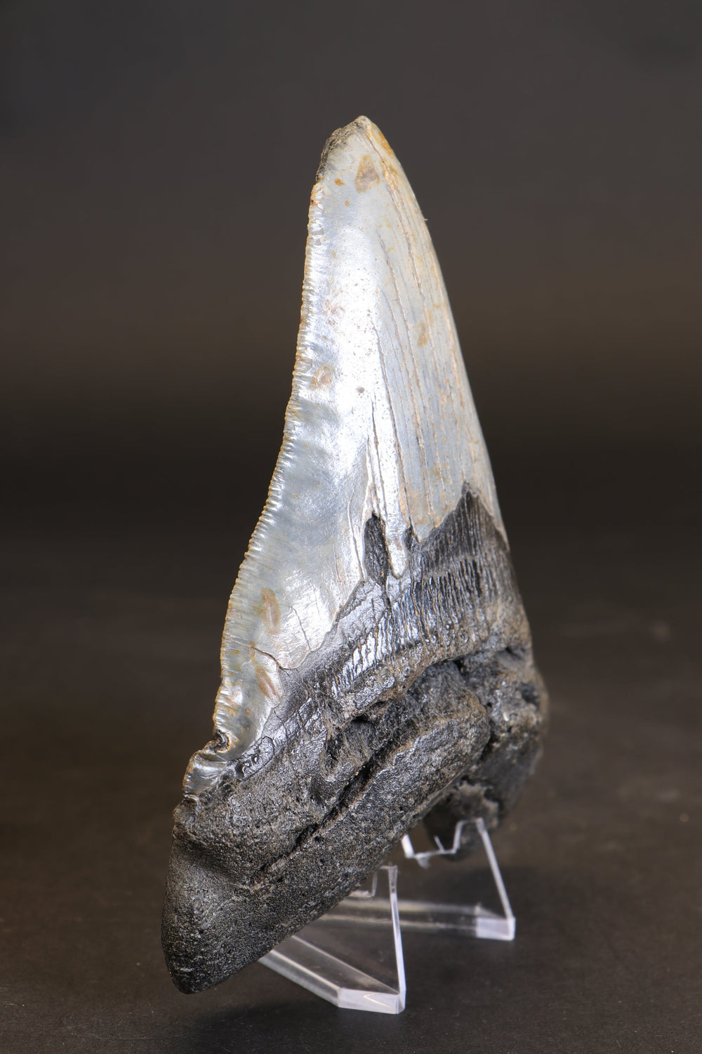 5.5" Megalodon Tooth TD458