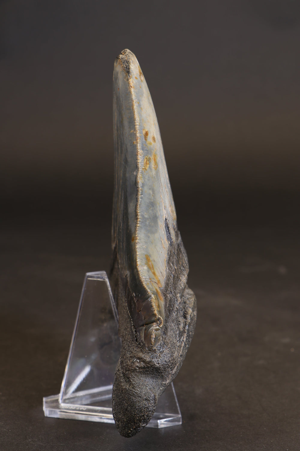 5.5" Megalodon Tooth TD458