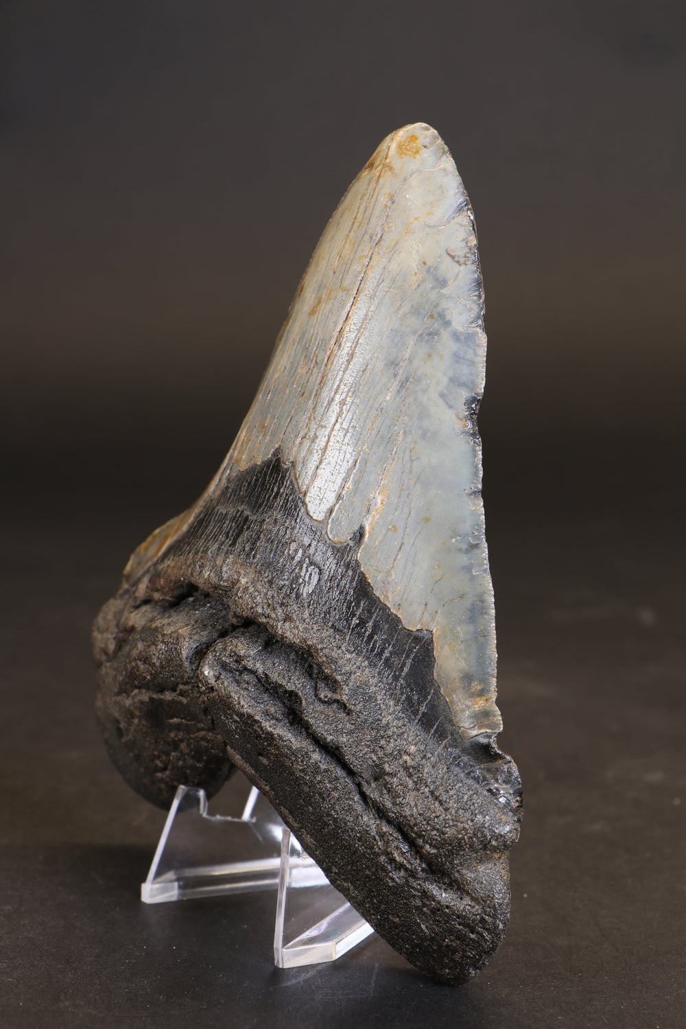 5.5" Megalodon Tooth TD458