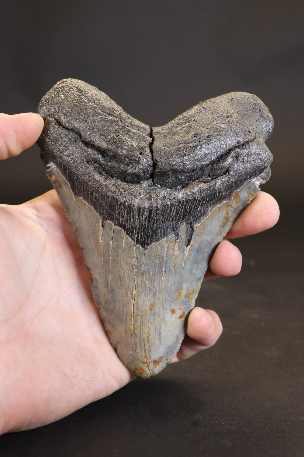 5.5" Megalodon Tooth TD458
