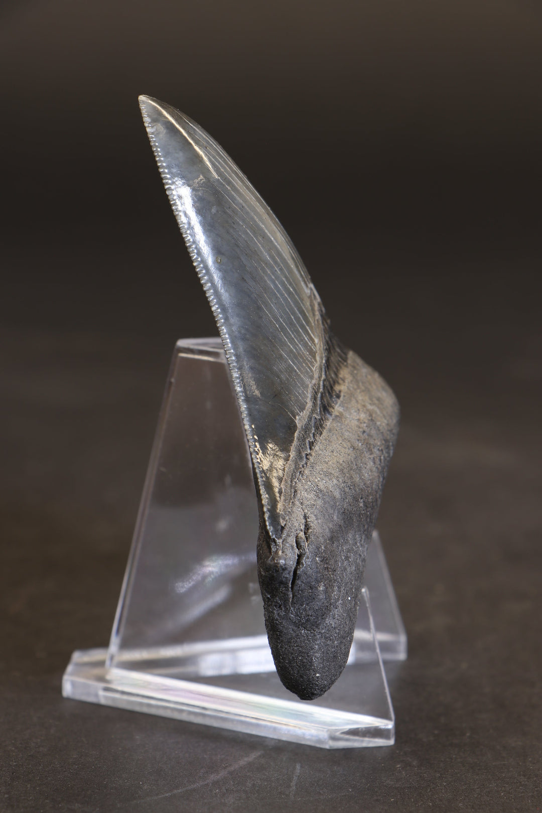 3.5" Megalodon Tooth TD459