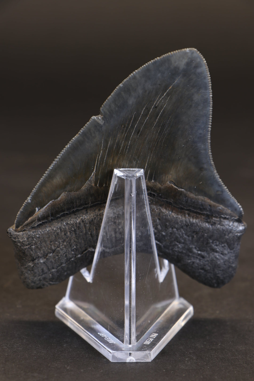 3.5" Megalodon Tooth TD459