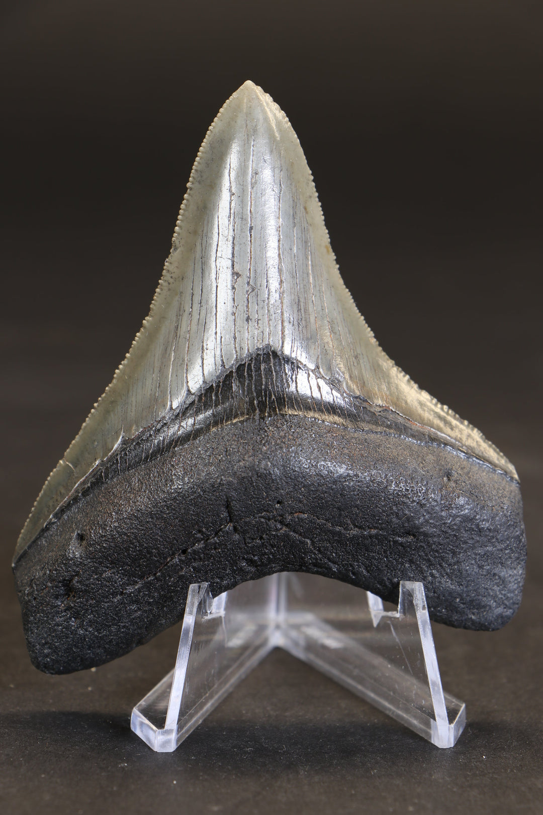 3" Megalodon Tooth TD464