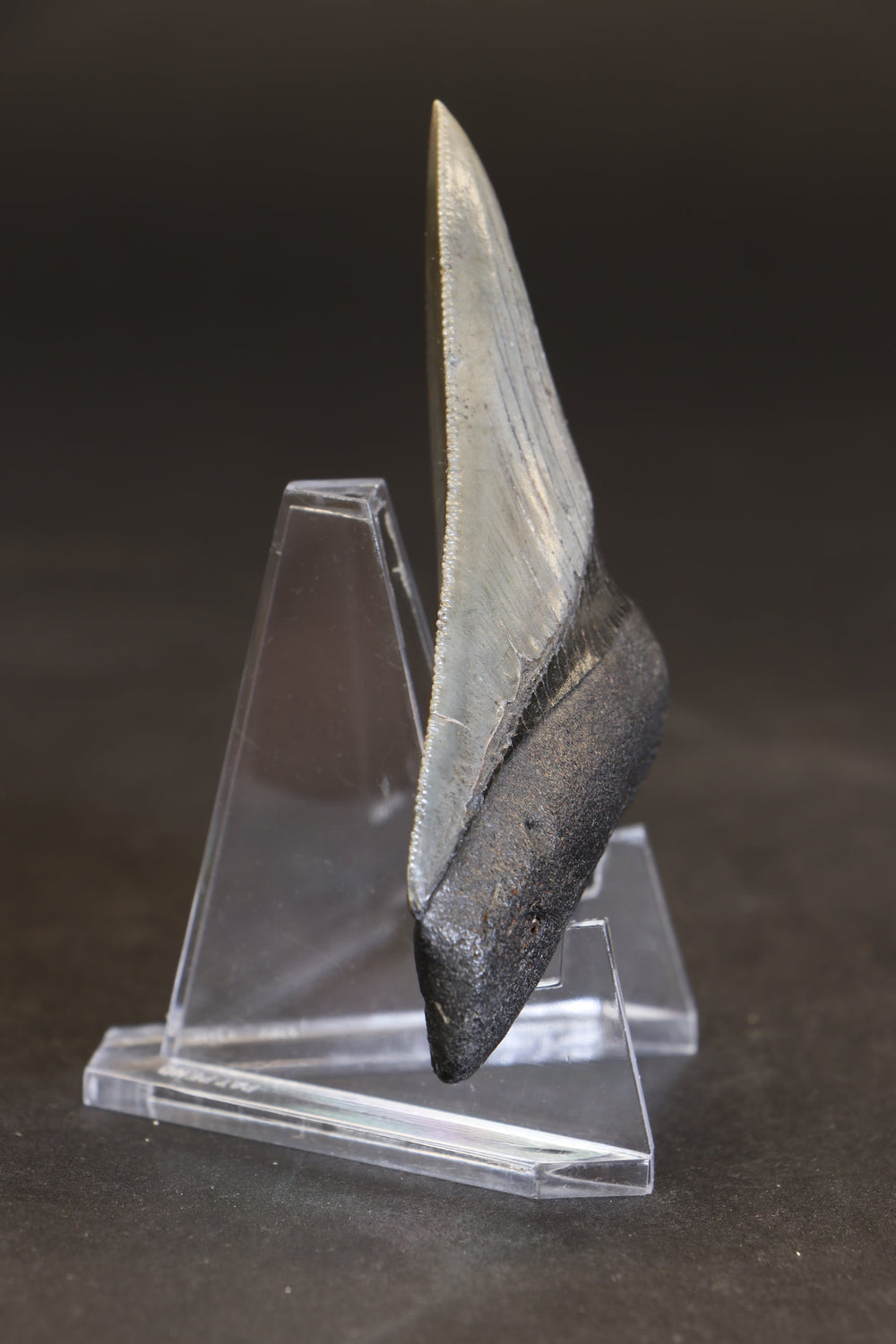 3" Megalodon Tooth TD464