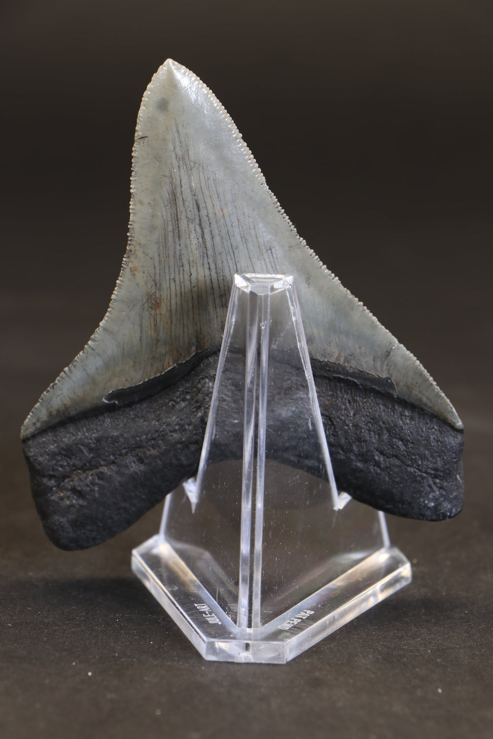 3" Megalodon Tooth TD464