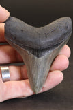 3" Megalodon Tooth TD464