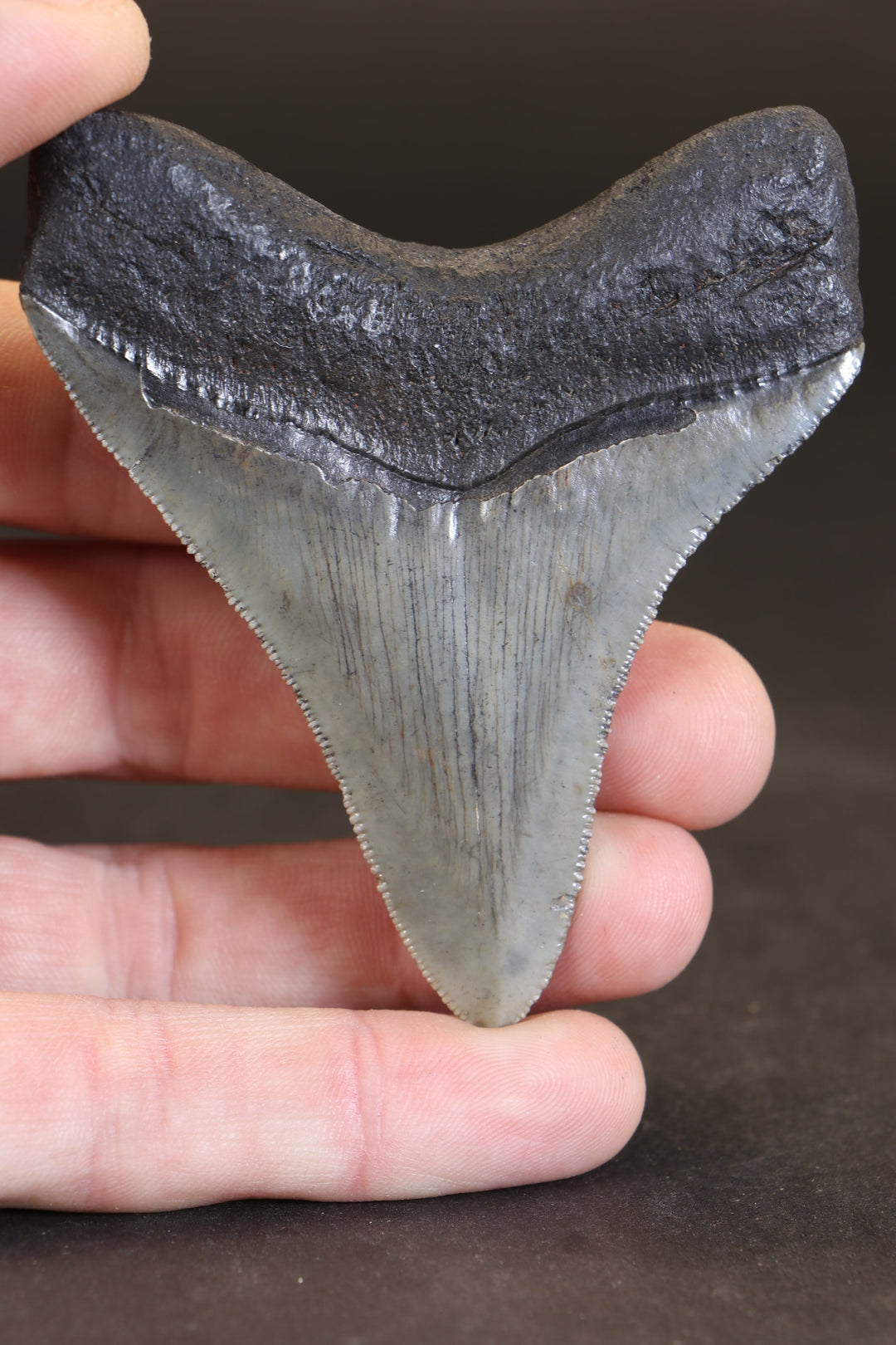 3" Megalodon Tooth TD464