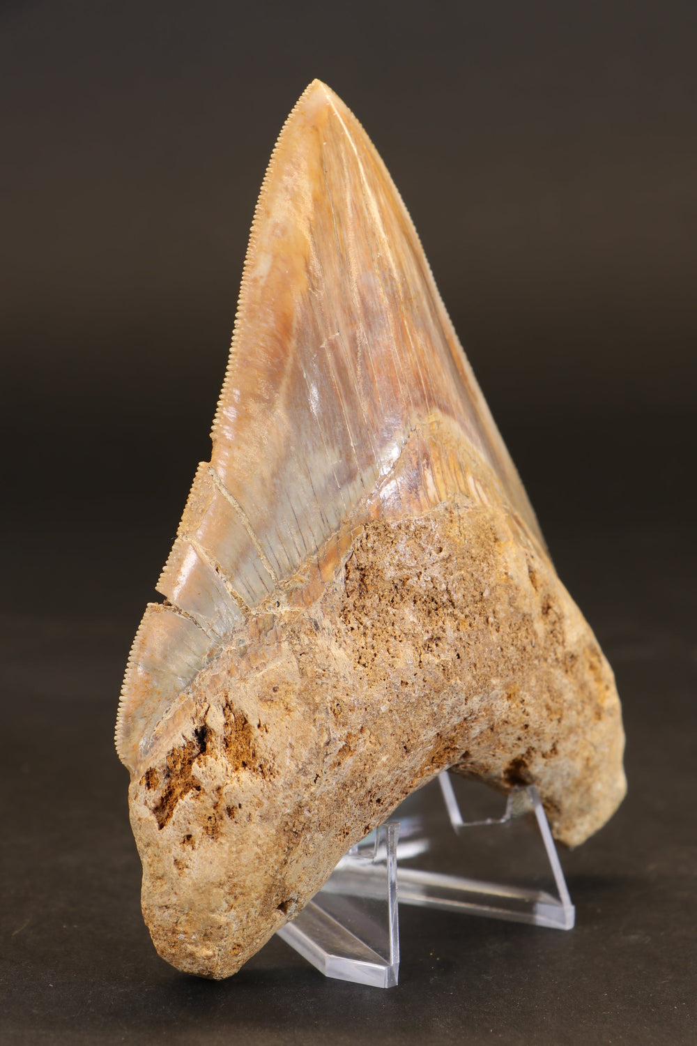 5" Indonesian Megalodon Tooth TD737