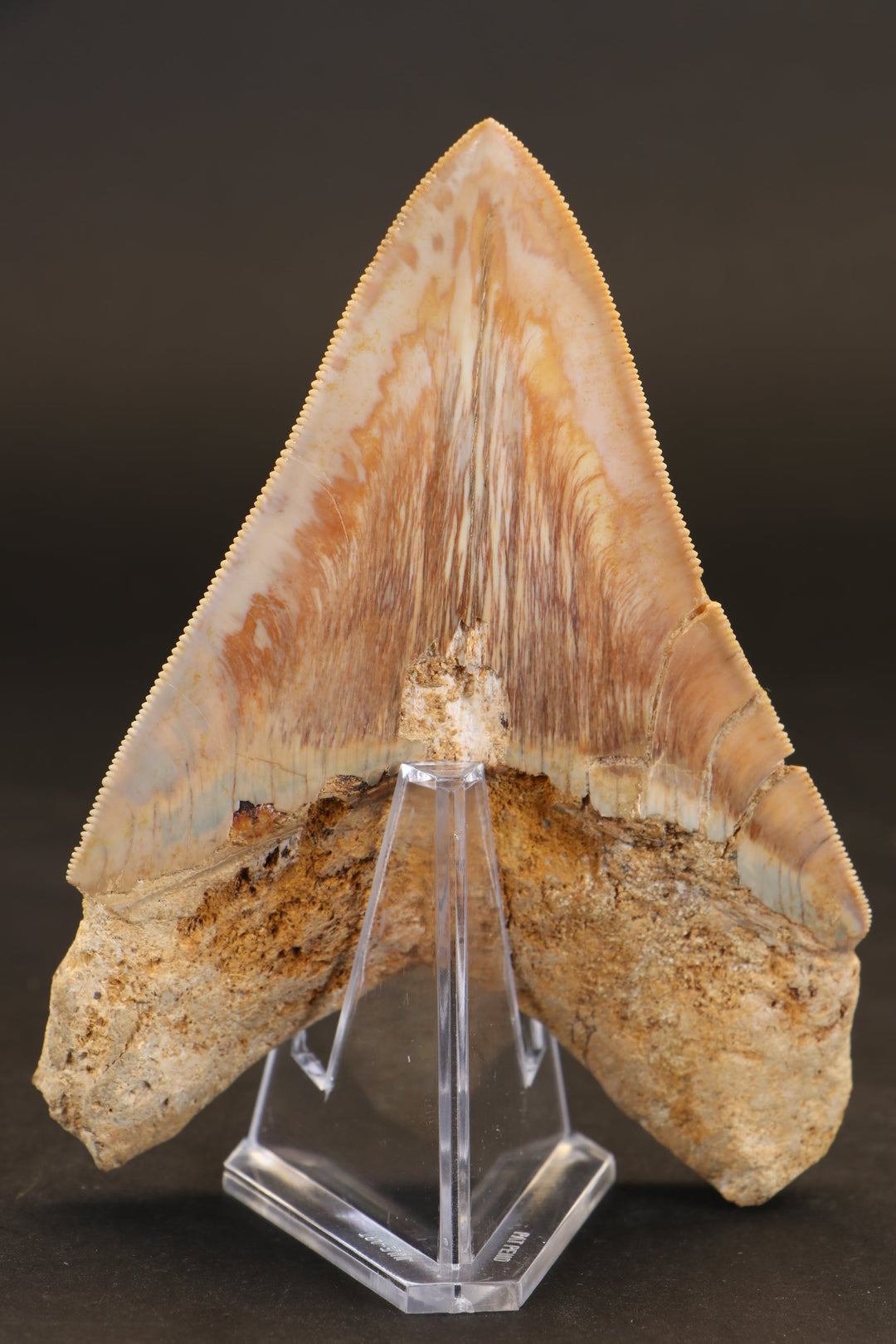 5" Indonesian Megalodon Tooth TD737