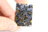 Seymchan Pallasite Meteorite Slab TD750