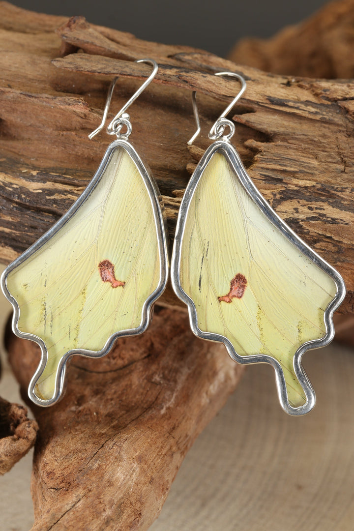 Menippe Butterfly Dangle Earrings TF184
