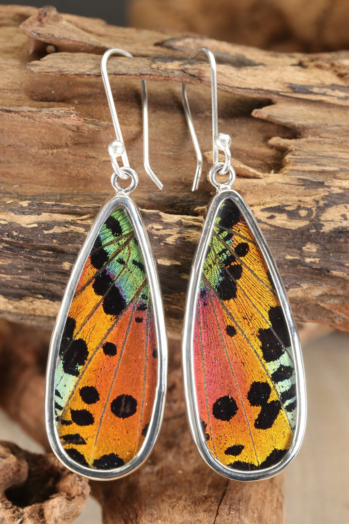 Urania Ripheus Butterfly Earrings TF647