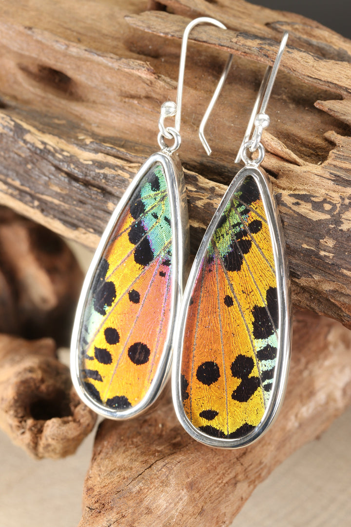Urania Ripheus Butterfly Earrings TF647
