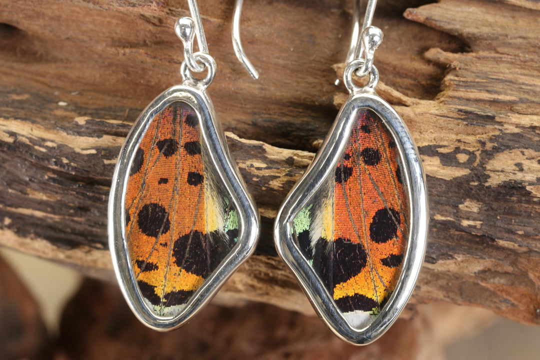 Urania Ripheus Butterfly Earrings TF683