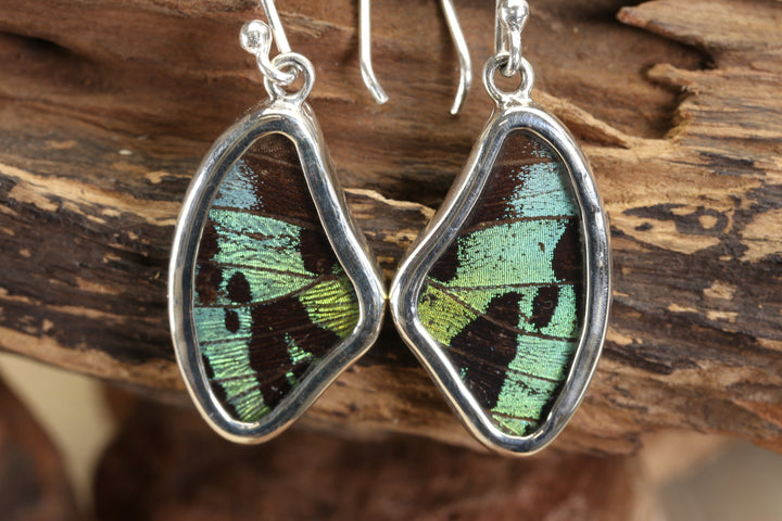 Urania Ripheus Butterfly Earrings TF692